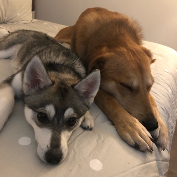 Meet your Posher, Krystina - Picture 2 of 4